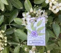 Lot de 4 dies feuillages de printemps