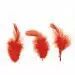 PLUMES ROUGE