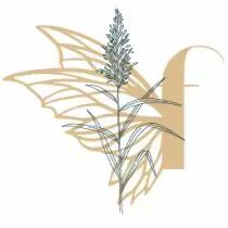 Tampon non mont&eacute; - roseau