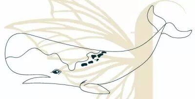 TAMPON NON MONTE CACHALOT