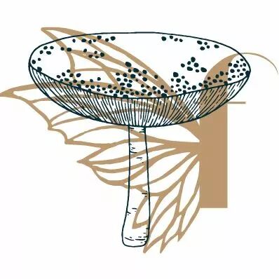 TAMPON NON MONTE CHAMPIGNON PLAT
