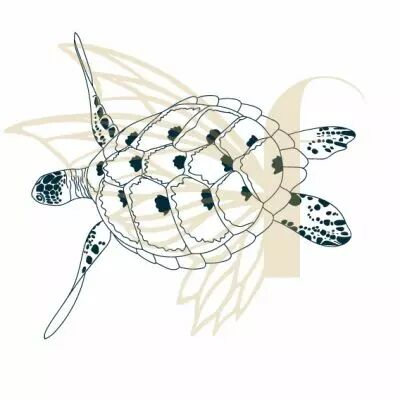 TAMPON NON MONTE TORTUE