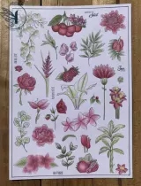 Tampons transparents A6 - afrique