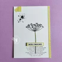 TAMPONS TRANSPARENTS P6 ECRITURE