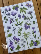 TAMPONS TRANSPARENTS P6 MOMENT